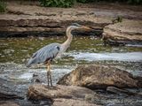 Great Blue Heron On The Rocks DSCN137942