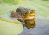 Bullfrog On Water Lily Pad Reflected DSCN138823