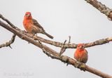Two Male House Finches DSCN138988