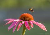 Bee In Flight Over Coneflower DSCN139837
