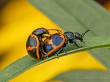 Milkweed Leaf Beetles Going At It DSCN140350
