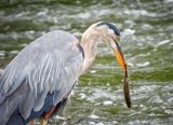 Great Blue Heron With A Fish DSCN140743