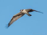 Osprey In Flight DSCN140899