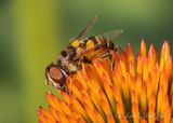 Hoverfly On A Coneflower DSCN140444 (crop)