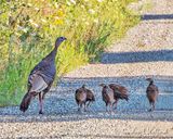 Wild Turkey & Chicks DSCN141519