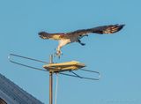 Osprey Taking Flight From An Antenna DSCN141550