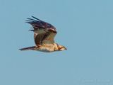 Osprey In Flight DSCN141553