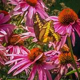 Giant Swallowtail On Coneflower (iPhone14-1847)