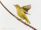 Yellow Warbler Taking Flight DSCN141920