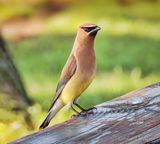 Cedar Waxwing On A Picnic Table DSCN142151