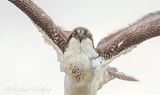 Osprey Taking Flight DSCN142306 (crop)