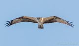 Osprey In Flight DSCN142961