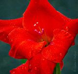 Wet Red Gladiolus DSCN143237