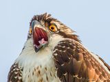 Juvenile Osprey Calling DSCN143498