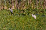 Great Blue Heron & Great Egret In The Swale DSCN143789