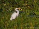 Great Egret With A Catch DSCN143807