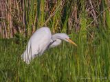 Great Egret Scratching An Itch DSCN143671