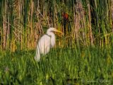 Great Egret In The Swale DSCN143662
