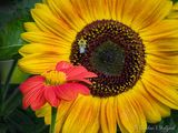Common Sunflower & Bee Beyond Mexican Sunflower DSCN144389