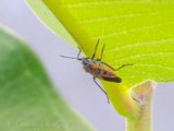 Boxelder Bug Beneath A Leaf DSCN145482