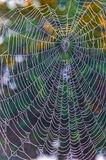 Dewy Spider Web 90D82934