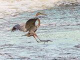 Great Blue Heron Landing Approach DSCN146251