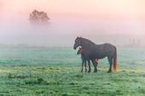 Ground Fog Beyond Foal & Its Mother 90D84969