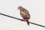 Red-Tailed Hawk On A Wire 90D84693