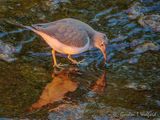 Spotted Sandpiper Reflected In Golden Light DSCN147318