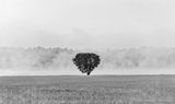 Fog Beyond Lone Tree 90D86507BW
