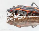 Boxelder Bug Reflected Close Up DSCN148145