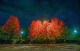 Autumn Trees At Night 90D89190-2