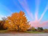 Converging Contrails Beyond Autumn Tree At Sunrise (iPhone14-2470)