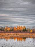 Autumn Tamaracks Reflected DSCN151414