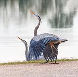 Two Great Blue Herons Displaying 25328