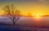 Sunrise Beyond Ground Fog & Tree 90D92873-7