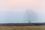 Lone Tree In Fog 90D92856