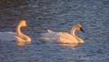 Two Trumpeter Swans At Sunrise DSCN152183
