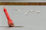 Six Ring-billed Gulls On Ice DSCN152590