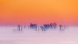 Trees In Ground Fog At Sunrise 90D92748