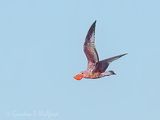 Ring-billed Gull In Flight With A Catch DSCN154685