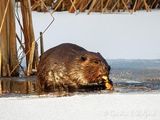 Beaver At Breakfast DSCN154892