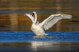 Trumpeter Swan Spreading Its Wings DSCN154980