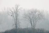 Bald Eagle In Distant Tree DSCN155431