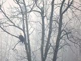 Bald Eagle In A Distant Tree On A Foggy Morning DSCN155649