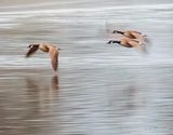 Three Canada Geese In Flight DSCN155998