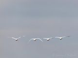 Four Trumpeter Swans Flying Away DSCN156084