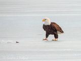 Bald Eagle Walking On Ice DSCN156750