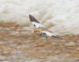 Snow Bunting In Flight DSCN156671