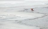 Female Common Merganser In Open Water DSCN156893